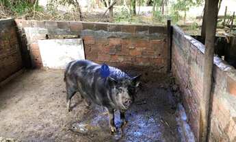 Imagem 6: Chácara de 9,67 Hectares à Venda Próximo a Nova Pecuária de Anápolis