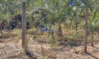 Imagem 4: Chácara com 10 Mil Pés de Guariroba à Venda