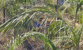 Imagem 2: Chácara com 10 Mil Pés de Guariroba à Venda