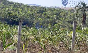 Imagem 3: Chácara com 10 Mil Pés de Guariroba à Venda
