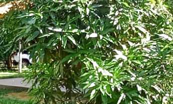 Imagem 3: Sítio de 2367m² com Frutíferas em Condomínio Rural com Lagoa para Banho e Pesca!