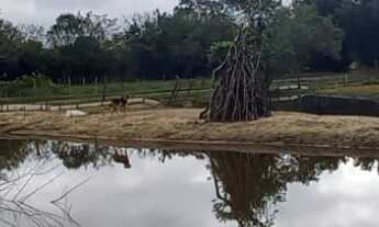 Imagem 3: Sítio de 3000m² com Açude em Condomínio com Lagoa em Águas Claras - Viamão/RS