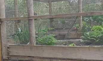 Imagem 6: Sítio de 3000m² com Açude em Condomínio com Lagoa em Águas Claras - Viamão/RS