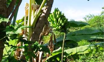 Imagem 5: ️ Excelente Chácara à Venda – Conforto, Natureza e Privacidade!