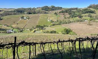 Imagem 2: Excelente área com produção de uvas!