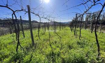 Imagem 4: Excelente área com produção de uvas!