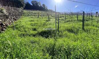 Imagem 7: Excelente área com produção de uvas!