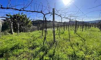 Imagem 5: Excelente área com produção de uvas!