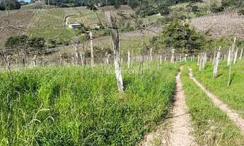 Imagem 6: Excelente área com produção de uvas!