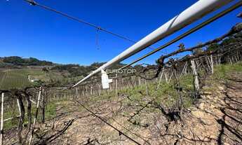 Imagem 3: Excelente área com produção de uvas!