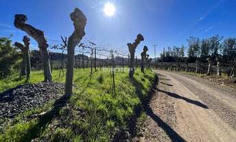 Imagem: Excelente área com produção de uvas!