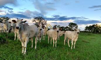 Imagem: Fazenda à Venda de 100 Hectares Apenas