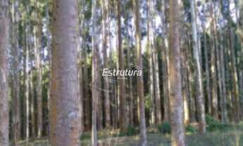 Imagem 3: Campo à venda Britadeira São Francisco de Paula/RS