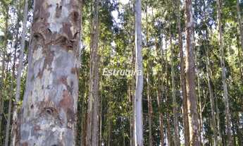 Imagem 2: Campo à venda Britadeira São Francisco de Paula/RS