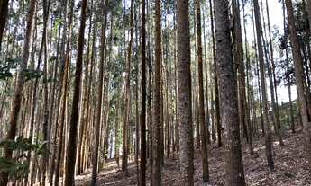 Imagem: Sítio à Venda de 10 hectares com Casa