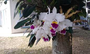 Imagem 5: Mansão a Venda com Piscina Raia Olímpica própria com 25m²!