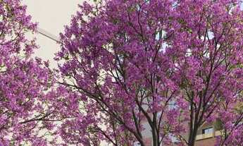 Imagem 6: Alameda dos Ipês — O seu novo lar com conforto, estilo e exclusividade