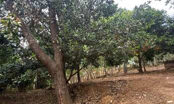 Imagem 7: Chácara com duas casas, pomar e criatório de peixes em área ampla