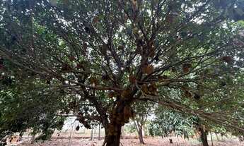 Imagem 5: Chácara com duas casas, pomar e criatório de peixes em área ampla