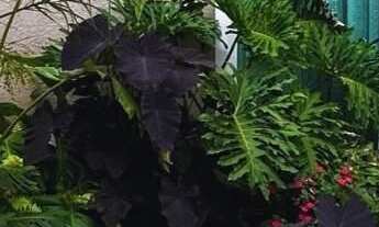 Imagem 2: Sobrado 3 dormitórios à venda Campo Comprido Curitiba/PR