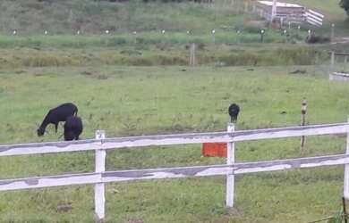 Imagem 5: SITIO RURAL em Carapebus - RJ, Estrada do Lameiro