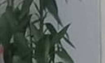 Imagem: Apartamento à venda em Pedreira com 74