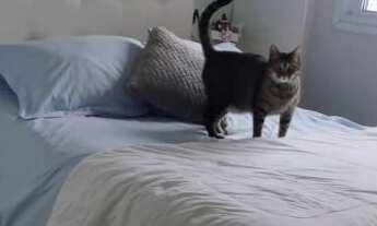 Imagem 7: Apartamento à venda em Alto da Lapa com 62 m², 2 quartos, 1 suíte, 2 vagas