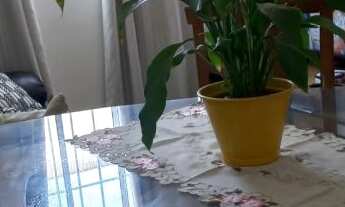 Imagem 3: Apartamento à venda em Cursino com 48 m², 2 quartos, 1 vaga