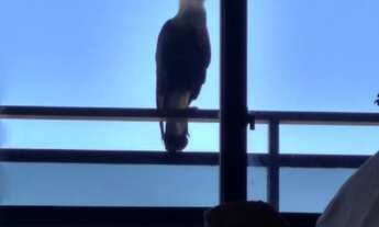 Imagem 3: Apartamento à venda em Brooklin com 290 m², 4 quartos, 2 suítes, 3 vagas