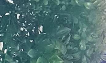 Imagem 4: Apartamento à venda em Cambuci com 40 m², 2 quartos