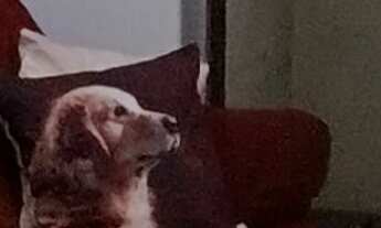 Imagem 2: Apartamento à venda em Vila Formosa com 56 m², 2 quartos, 1 vaga