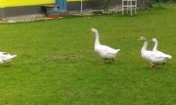 Imagem 6: Sítio com 17.500 mts² à venda em Nazaré Paulista SP