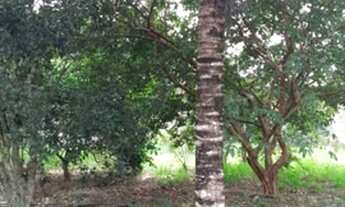 Imagem 7: TERRENO RESIDENCIAL em SAQUAREMA - RJ, COMUM (BACAXÁ