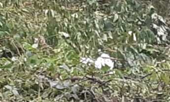 Imagem 3: SITIO RESIDENCIAL em Canela - RS, Passo do Louro