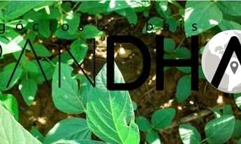 Imagem: Fazenda DUPLA APTIDÃO, AGRICULTURA E PECUÁRIA