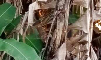 Imagem 5: TERRENO À VENDA COM 372m², R$420.000,00, BAIRRO SANTO ANTÔNIO, BALNEÁRIO PIÇARRAS, SANTA C