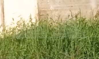 Imagem 5: TERRENO À VENDA COM 281m², R$380.000,00, BAIRRO ITAJUBA, BARRA VELHA, SANTA CATARINA