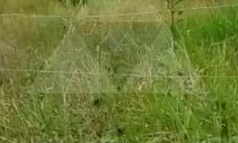 Imagem 5: TERRENO À VENDA COM 300m², R$350.000,00, BAIRRO ITAJUBA, BARRA VELHA, SANTA CATARINA