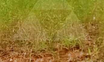 Imagem 6: TERRENO À VENDA COM 300m², R$180.000,00, BAIRRO ITAJUBA, BARRA VELHA, SANTA CATARINA