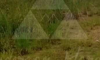 Imagem 7: TERRENO À VENDA COM 348m², R$180.000,00 - BAIRRO QUINTA DOS AÇORIANOS - BARRA VELHA - SANT