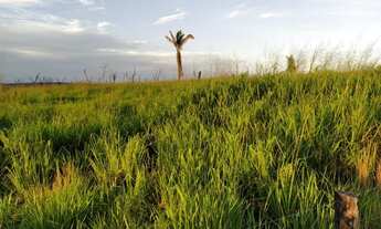 Imagem 2: Fazenda à venda, 43560000 m² por R$ 40.000.000,00 - Zona Rural - Vila Rica/MT