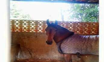 Imagem 7: 41 alqueires no Município de Atibaia/ SP