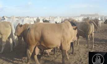 Imagem 7: FAZENDA PRÓXIMO A SANTIAGO DO NORTE - SORRISO / MT