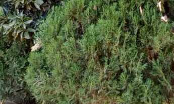 Imagem 7: Chácara com 2 dormitórios à venda, 2000 m² por R$ 560.000 - Araçoiaba da Serra - Araçoiaba