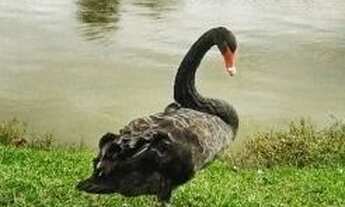 Imagem 7: Casa com 3 dormitórios à venda, 280 m² por R$ 1.250.000,00 - Jardim Ibiti do Paço - Soroca