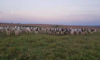 Imagem: Fazenda à venda por R$ 165.000.000 - Centro