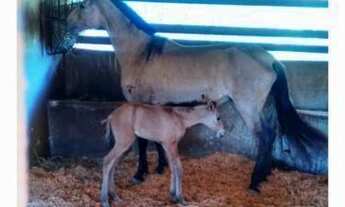 Imagem 3: 41 alqueires no Município de Atibaia/ SP
