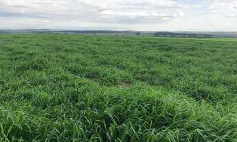 Imagem 2: Fazenda à venda por R$ 165.000.000 - Centro - Pompéia/SP
