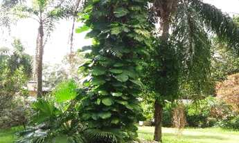 Imagem 5: CHÁCARA COM 3 DORMITÓRIOS À VENDA, 5018 M² POR R$ 1.610.000,00 - CAPUTERA - SOROCABA/SP