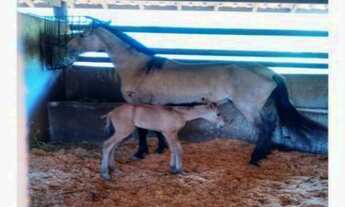 Imagem 4: 41 alqueires no Município de Atibaia/ SP
